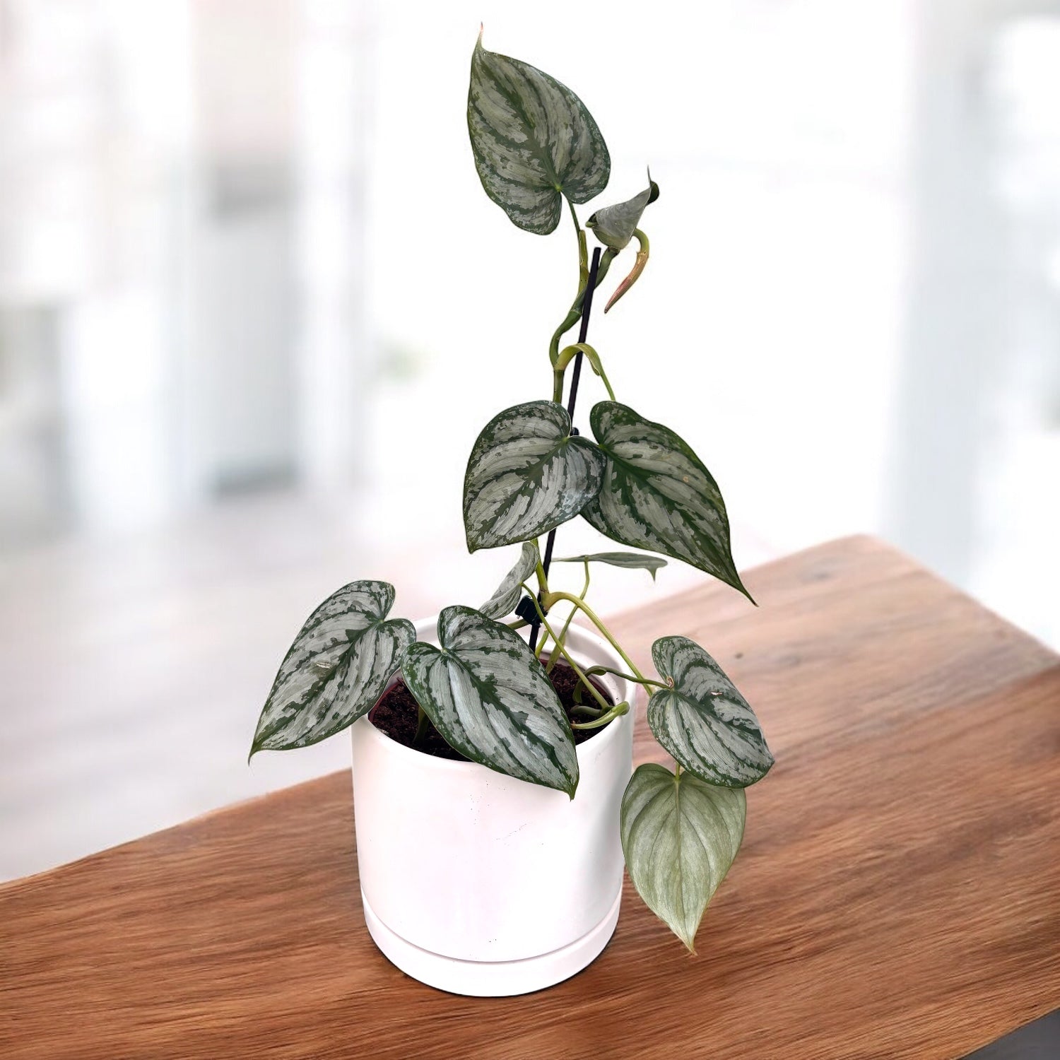 Philodendron brandtianum (Silver Leaf Philodendron)