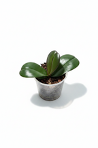 Phalaenopsis OX Black Face (pélorique)