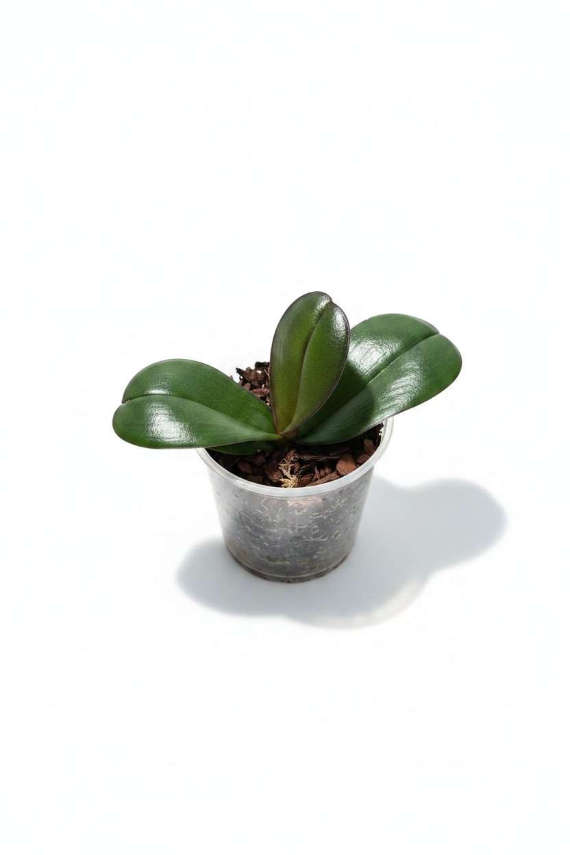 Phalaenopsis OX Black Face (pélorique)