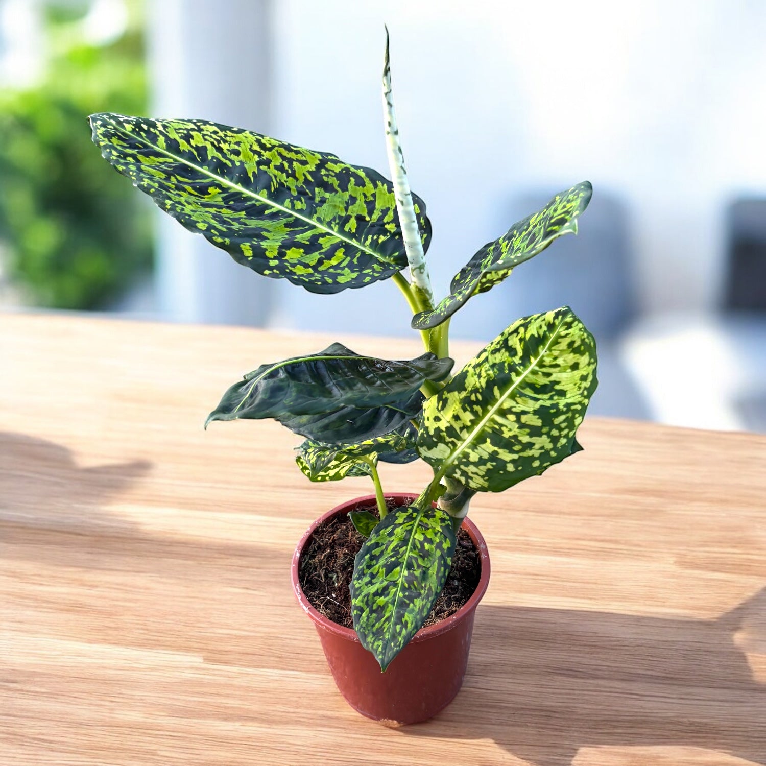 Dieffenbachia Reflector (planta Feng Shui)