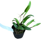 Bulbophyllum odoratissimum (flori placut parfumate)