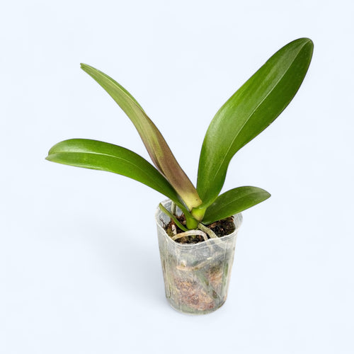 Phalaenopsis OX Spot Queen '3177'