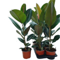 Ficus Elastica Robusta XL(Rubber Plant 'Robusta’) H80 cm