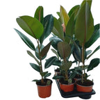 Ficus Elastica Robusta XL(Rubber Plant 'Robusta’) H80 cm