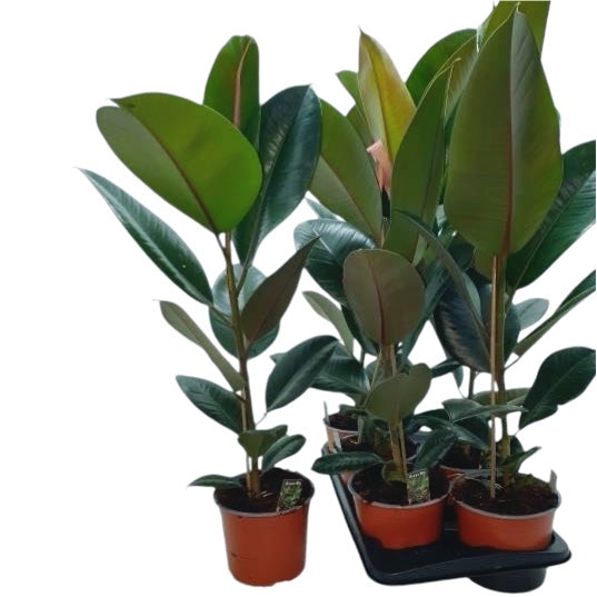 Ficus Elastica Robusta XL(Rubber Plant 'Robusta’) H80 cm