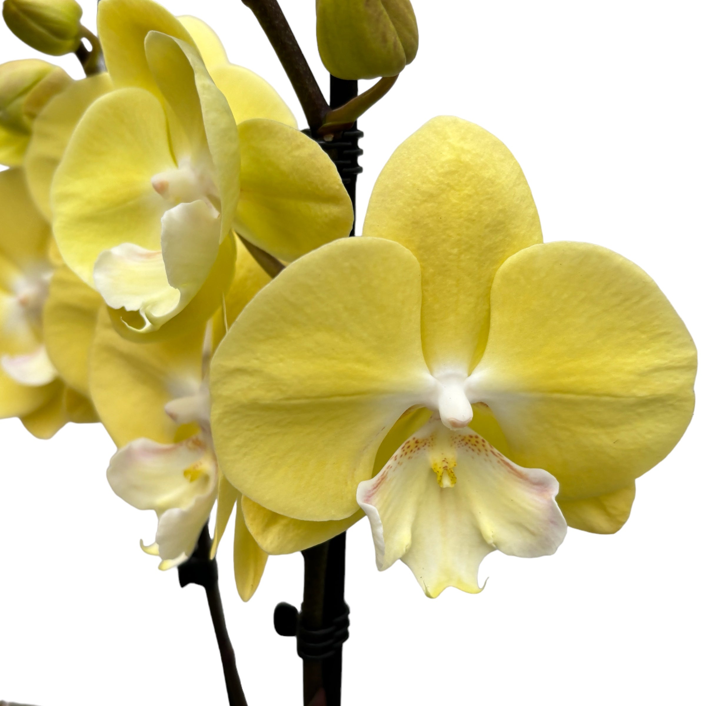 Phalaenopsis ‘Limoncello Kiss’ big lip