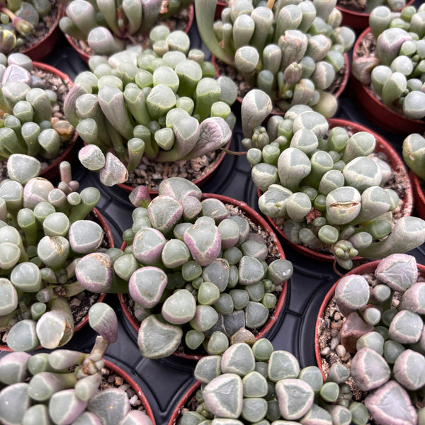 Frithia pulchra (baby toes)