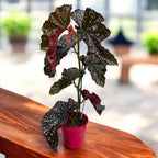 Begonia ‘Cracklin’ Rosie’ - frunzis spectaculos in nuante roz-metalizat si argintiu