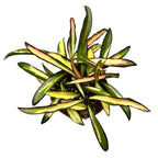 Hoya wayetii 'Variegata' - full pots D9