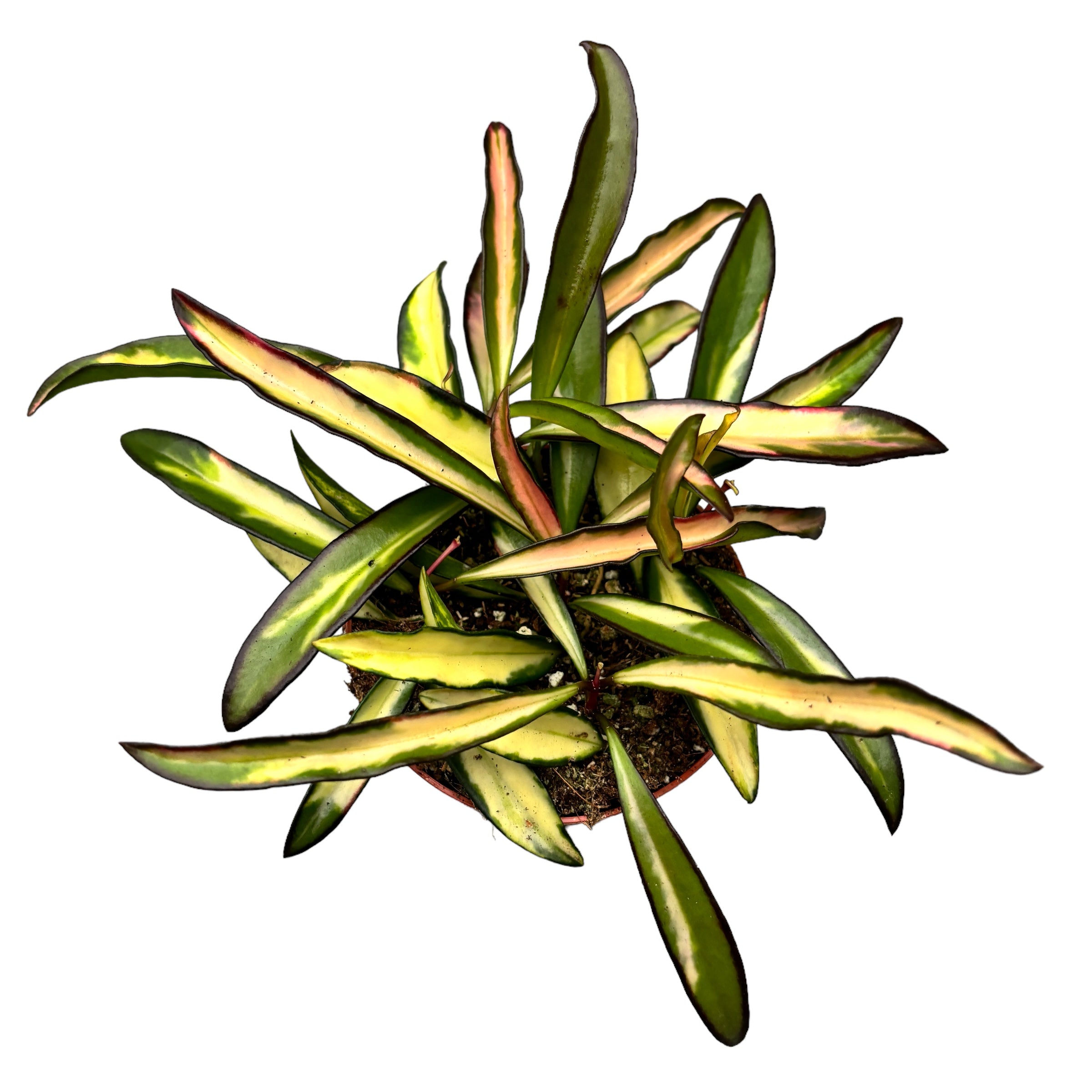 Hoya wayetii 'Variegata' - full pots D9