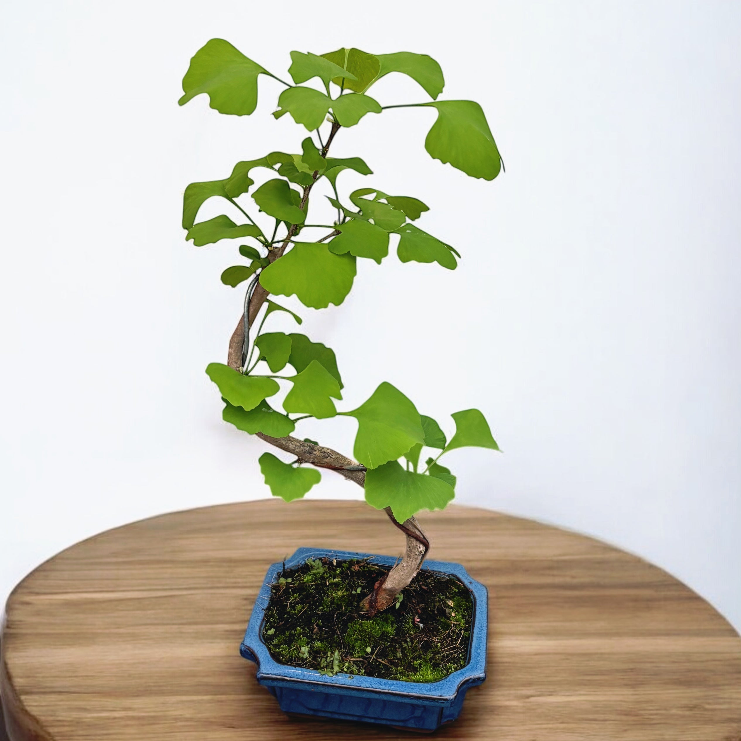 Bonsai Ginkgo Biloba (forma S)