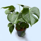 Monstera deliciosa (rostlina švýcarský sýr) D17 - 2 rostliny/květináč