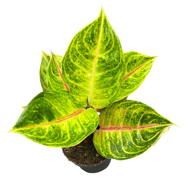 Aglaonema 'Iguana Red'