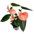 Anthurium Livium Orange - spectaculaire variëteit