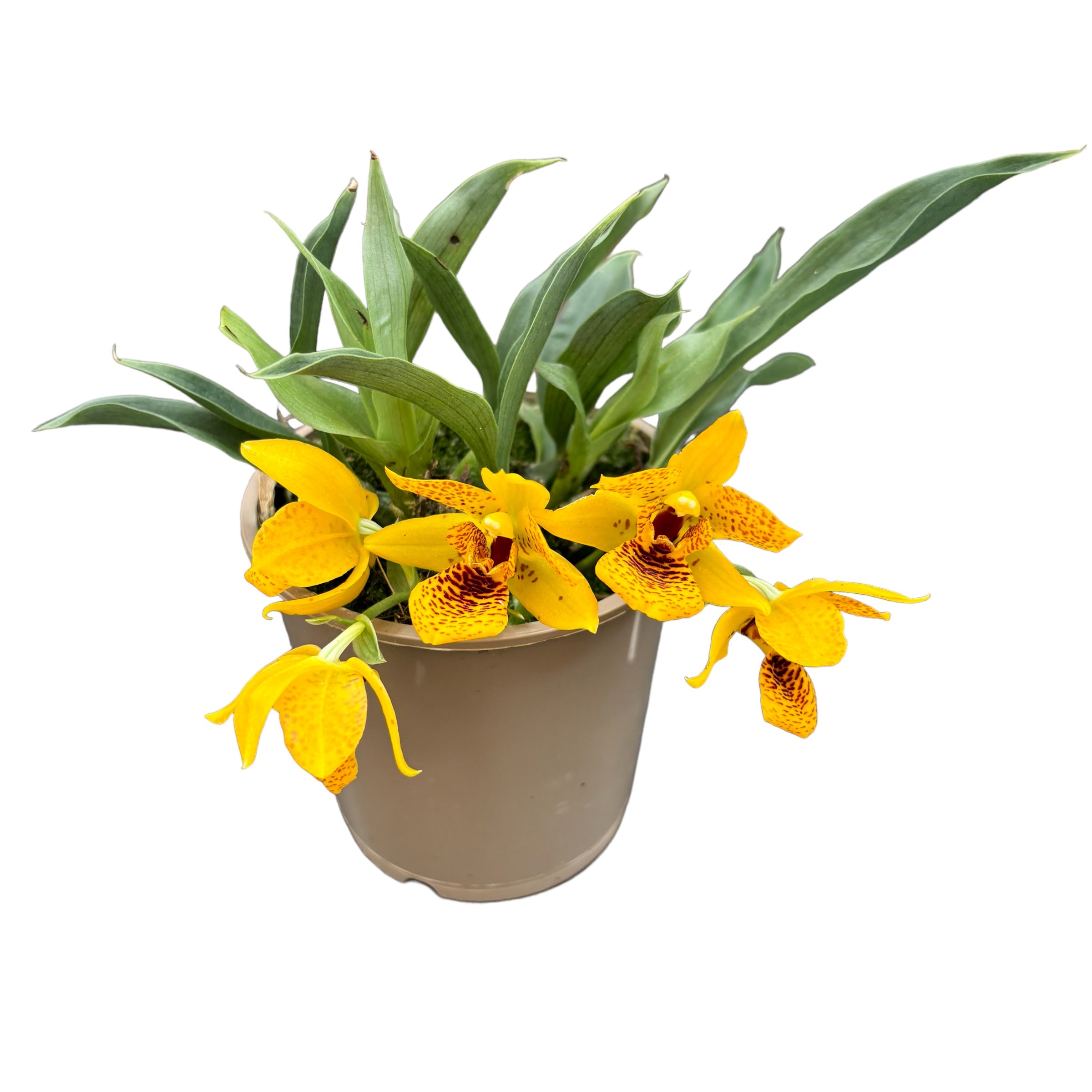 Promenaea Sunlight tigrata