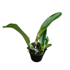 Rlc. Taiwan Chief Wine 'Van Gogh 