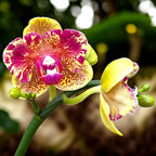 Phalaenopsis Sogo Vieker (pelorická)
