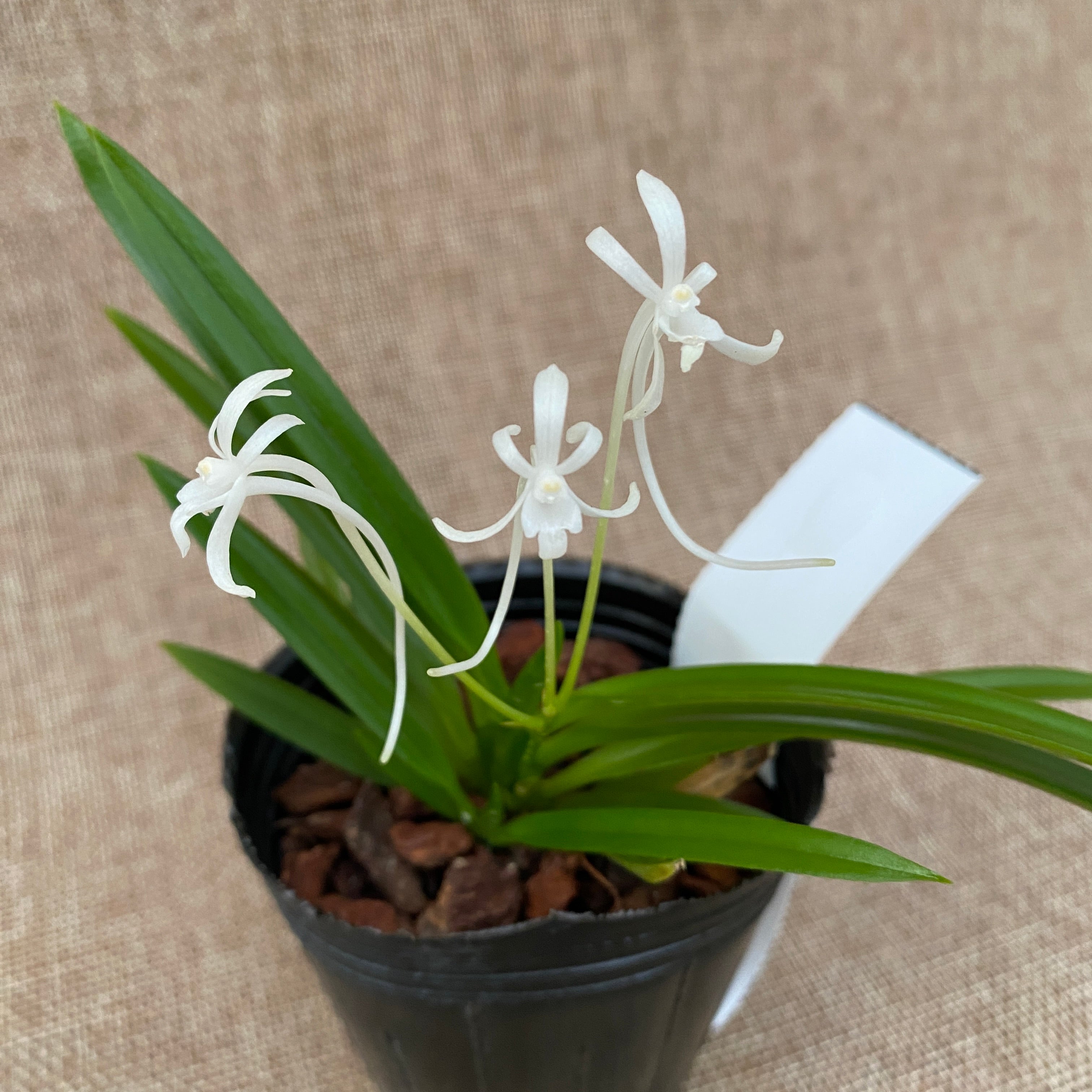 Vanda falcata (Neofinetia falcata) - flori parfumate (iasomie)