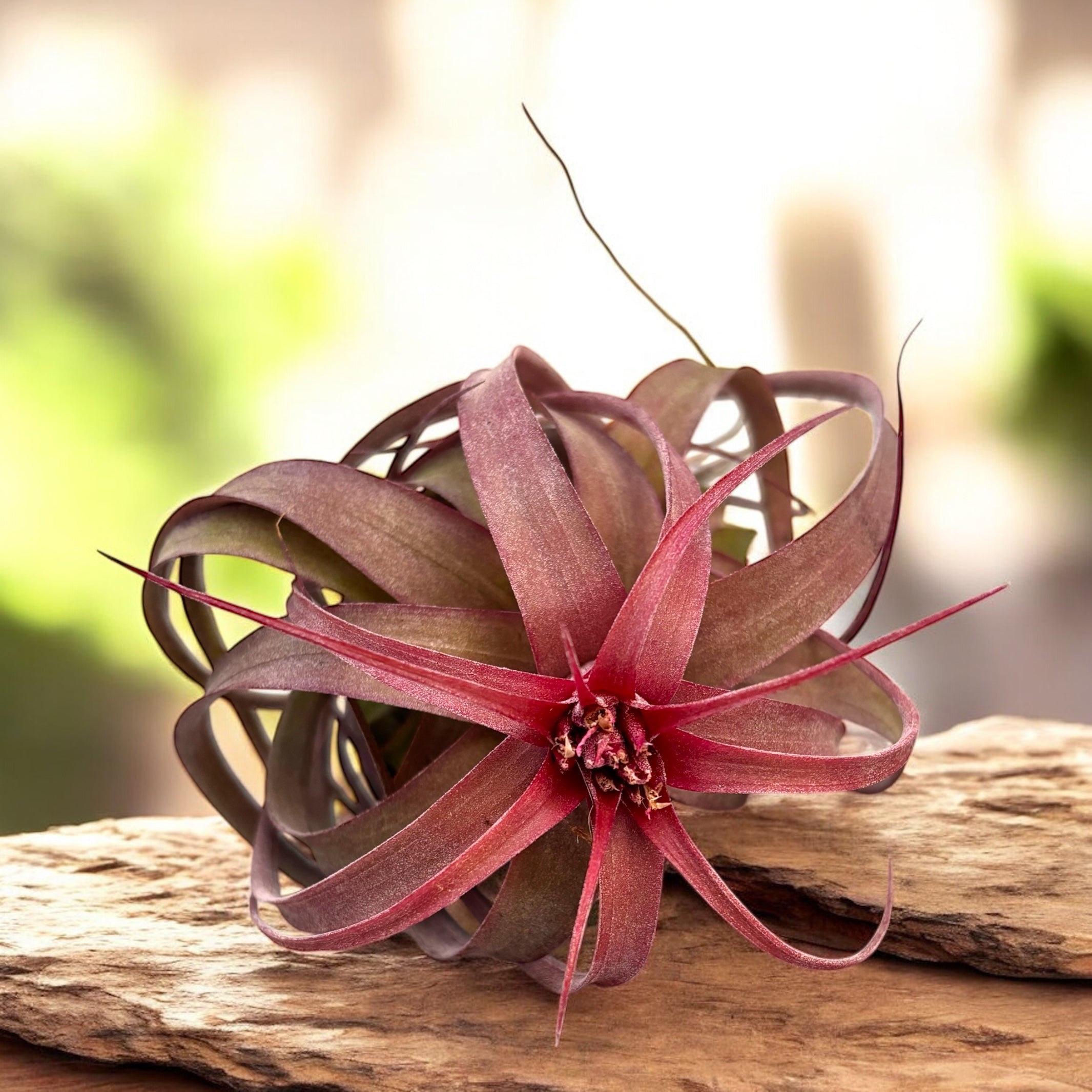 Tillandsia 'Eric Knobloch' – Secret Garden Plant Shop