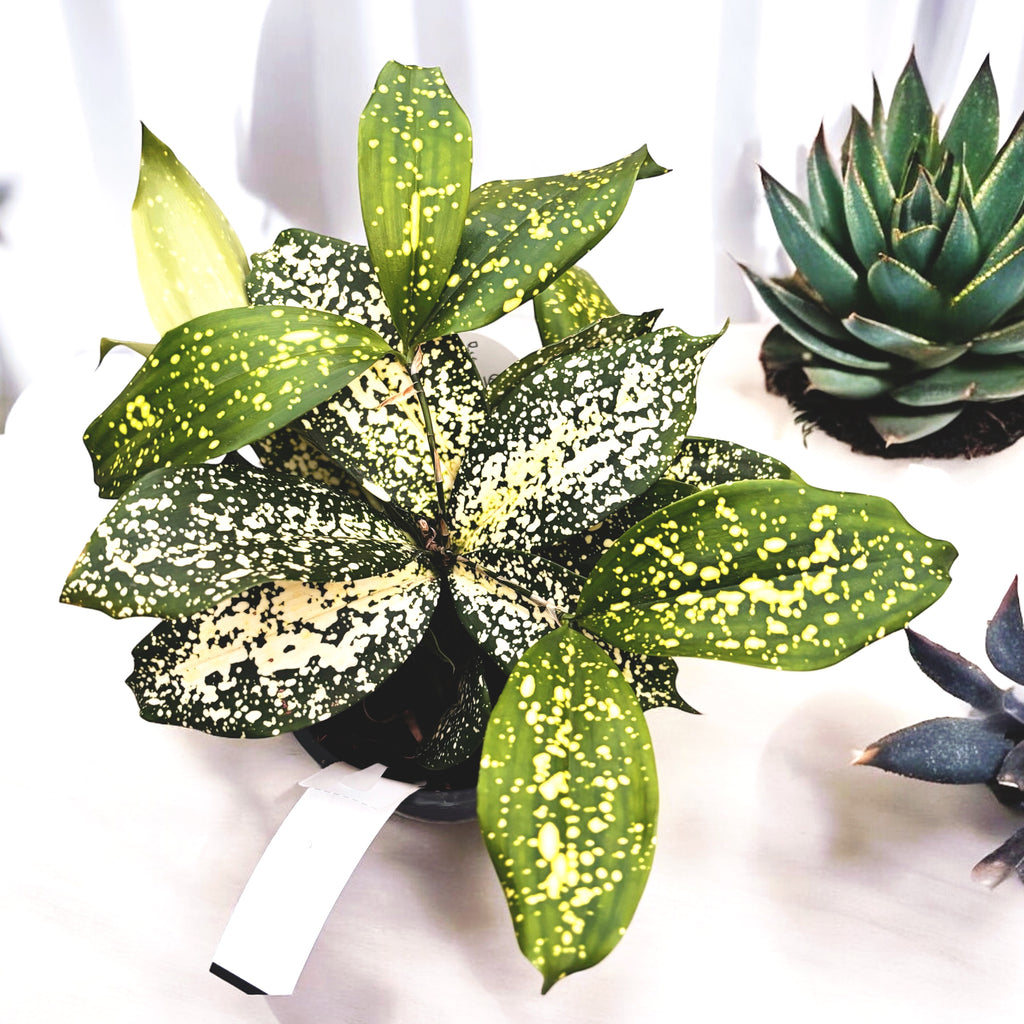 Dracaena Surculosa 'Florida Beauty'