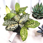 Dracaena Surculosa 'Florida Beauty'