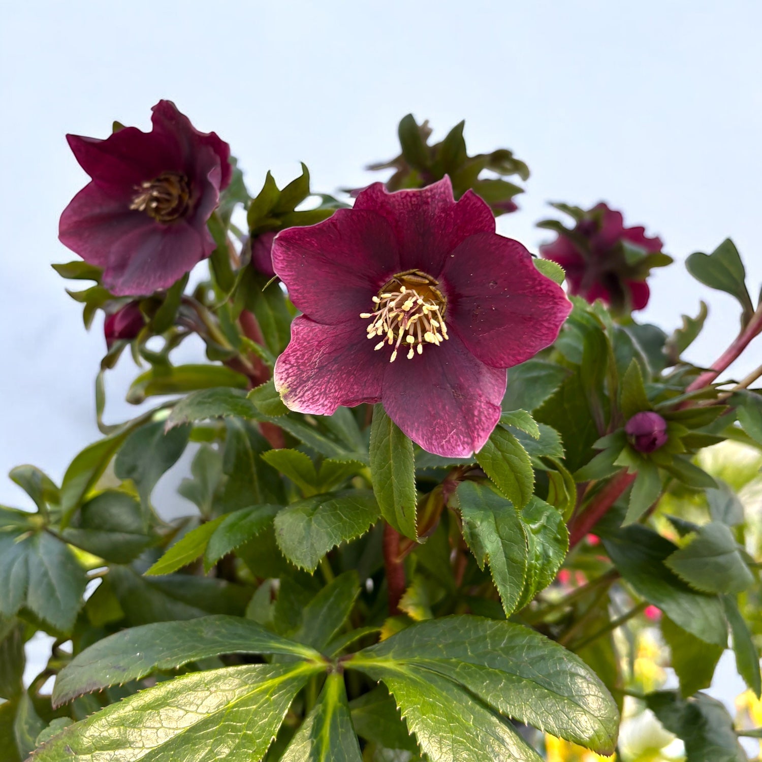 Helleborus orientalis ‘Viv Victoria’ (spanz)