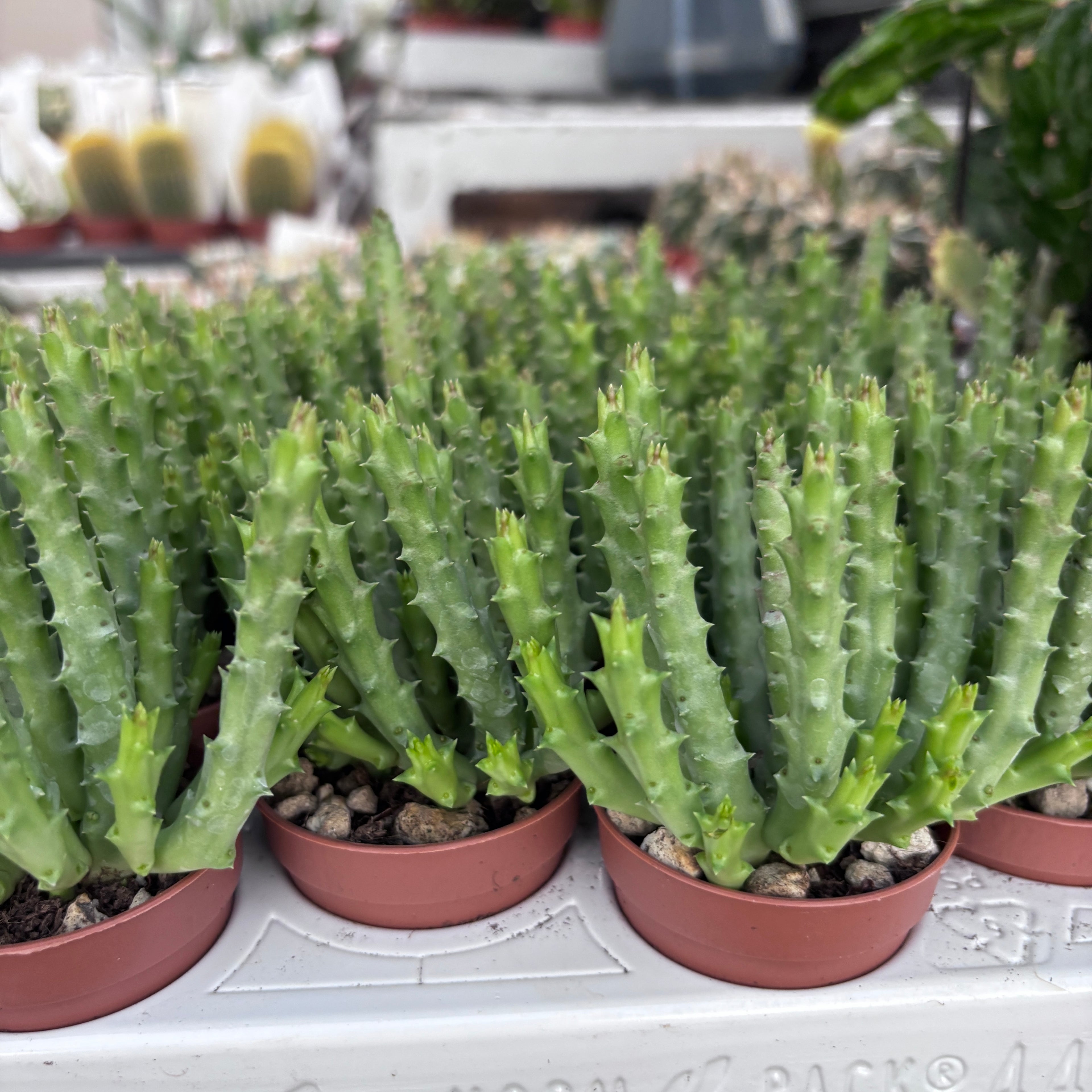 Orbea variegata (Starfish Plant) - Sheriff's Star
