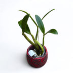 Myrmecocattleya Luster ‘Gazelle’