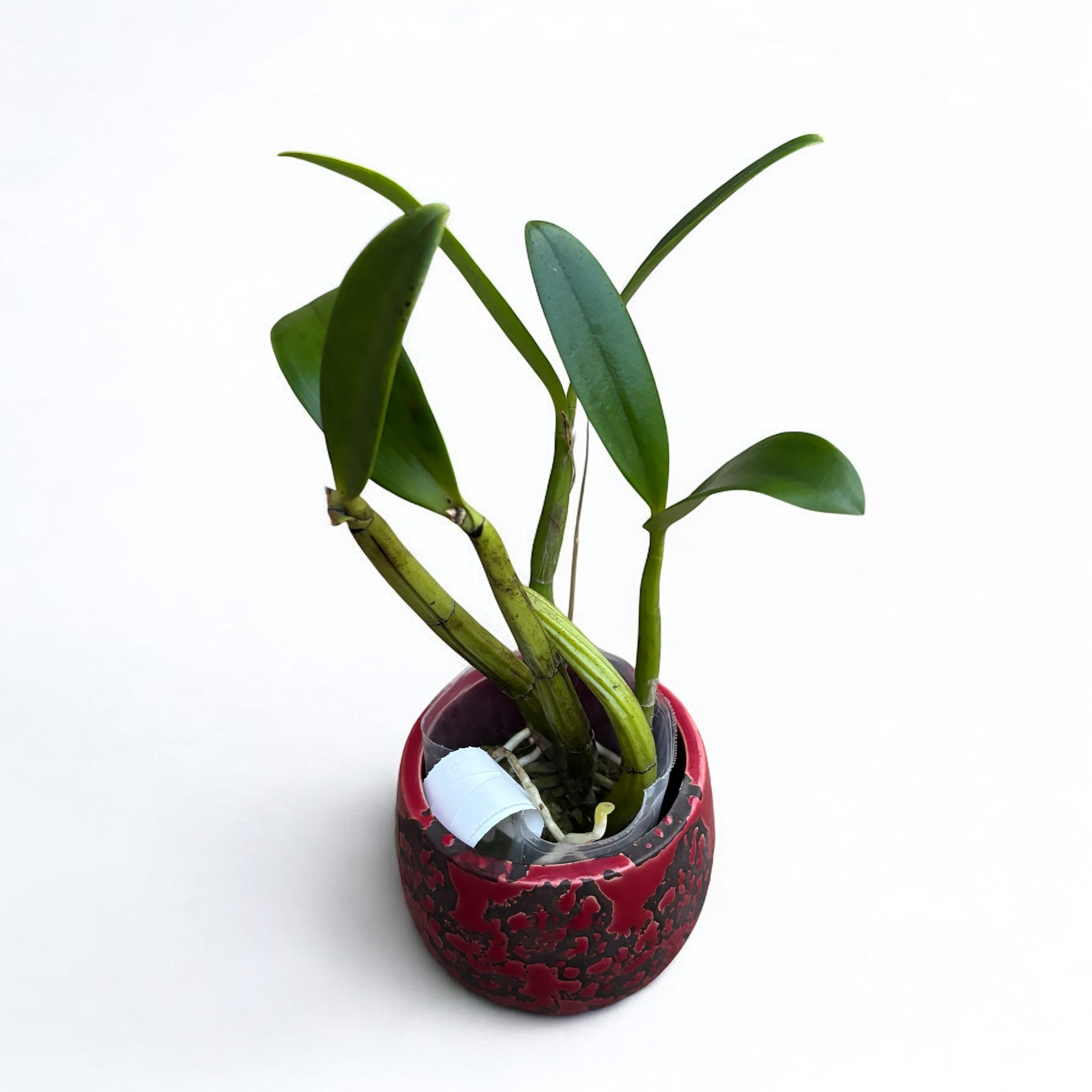 Myrmecocattleya Luster ‘Gazelle’