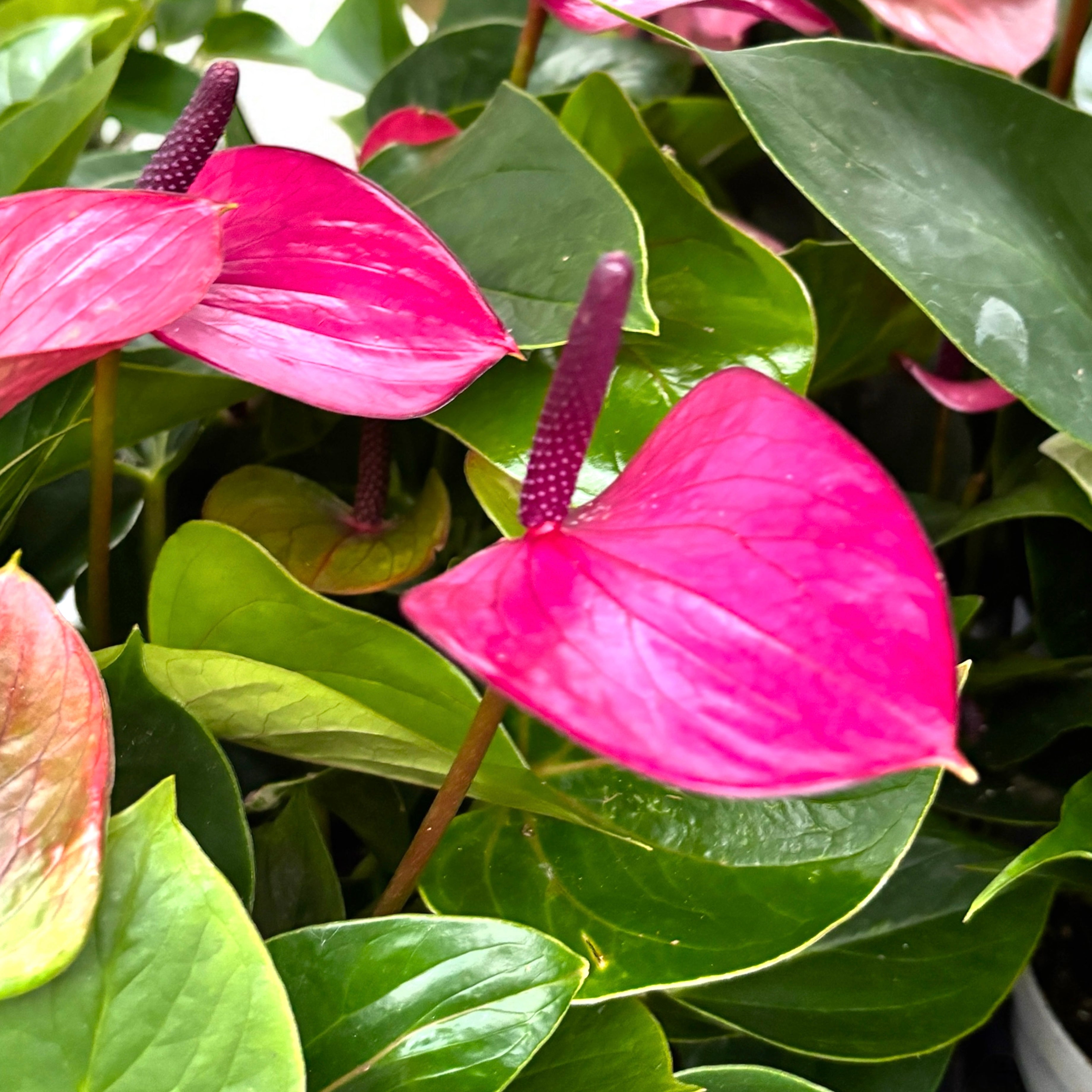 Anthurium ‘Baby Purple’ - eleganta compacta in nuante de violet intens