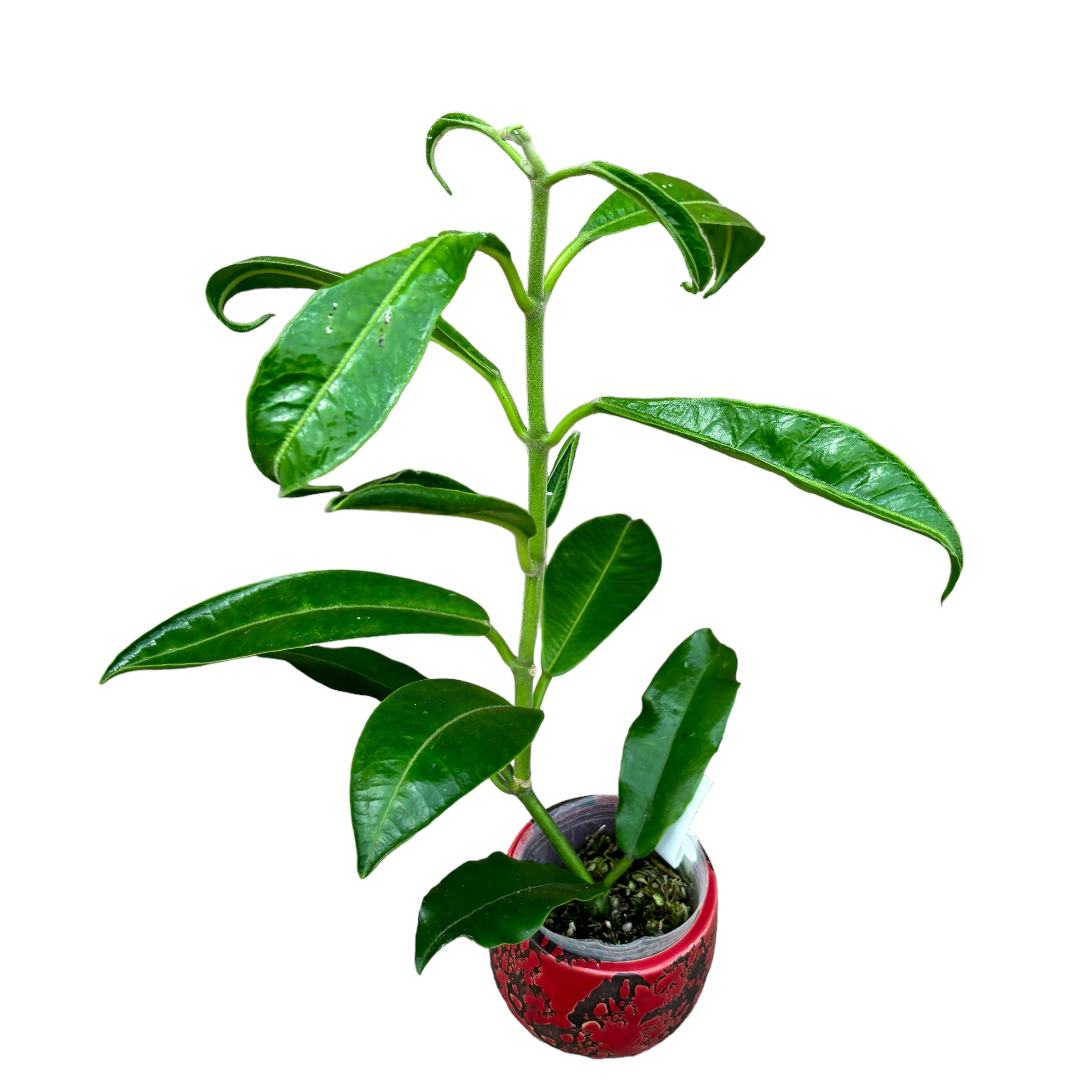 Hoya imperialis 'Red' - flori parfumate