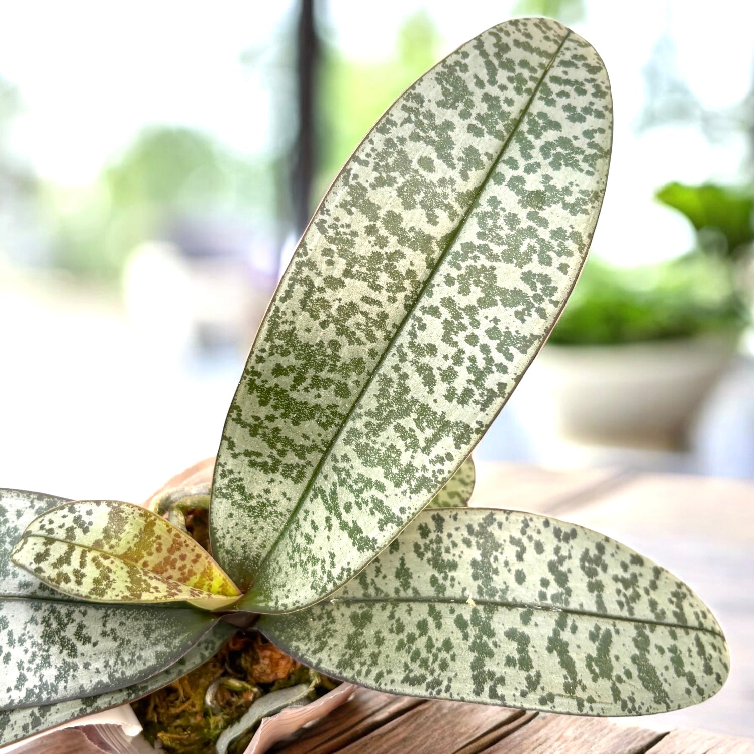 Phalaenopsis schilleriana (silver leaves)- flori parfumate