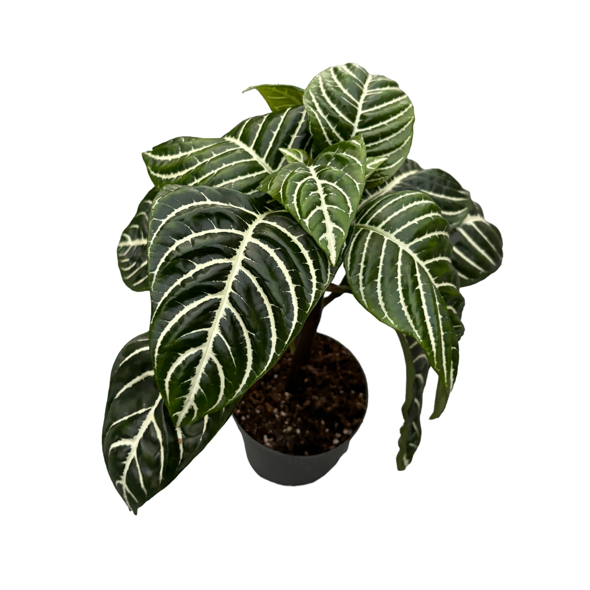 Aphelandra squarrosa na noze (Zebra rostlina)