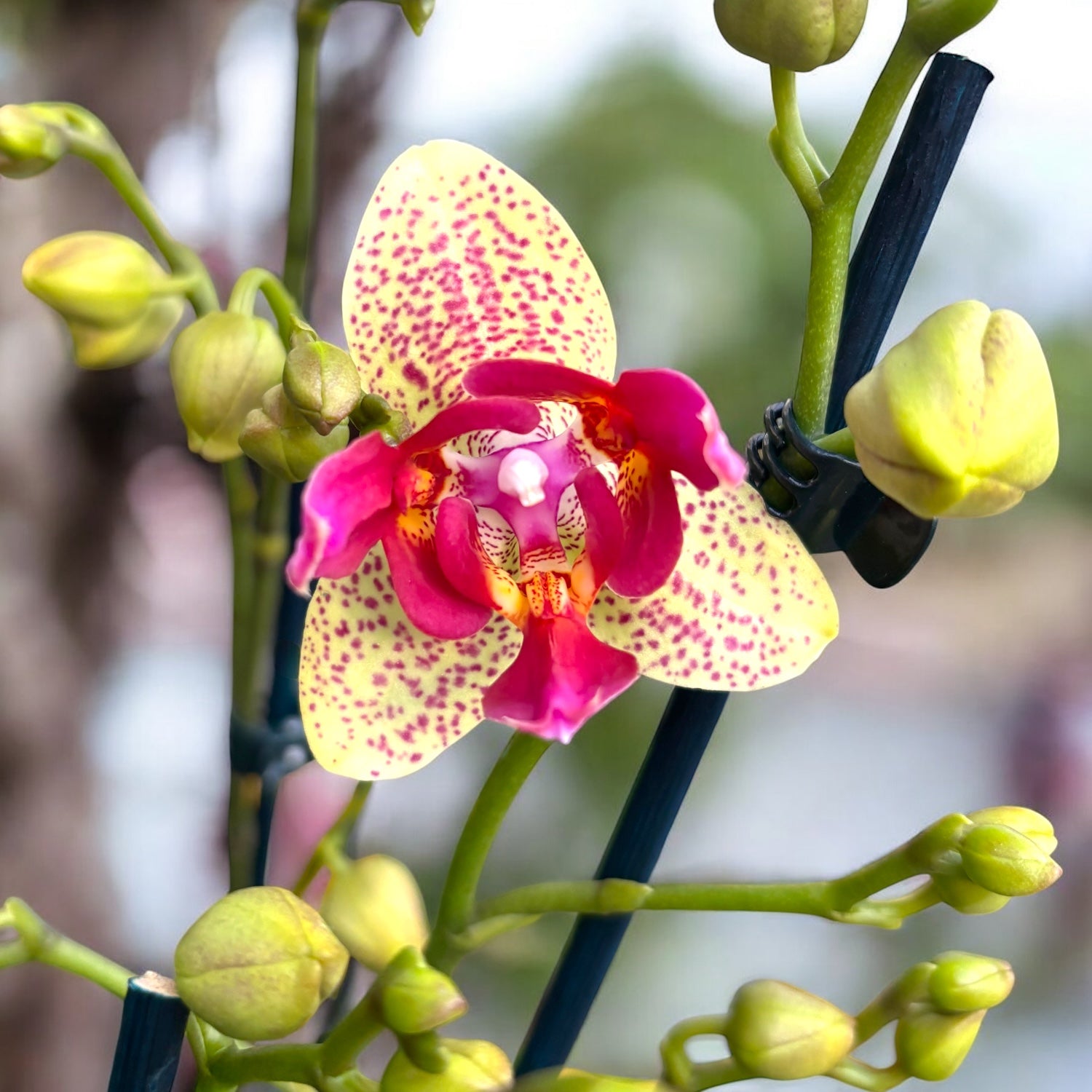 Phalaenopsis Chi-Yueh Kaleidoscope (Peloric)
