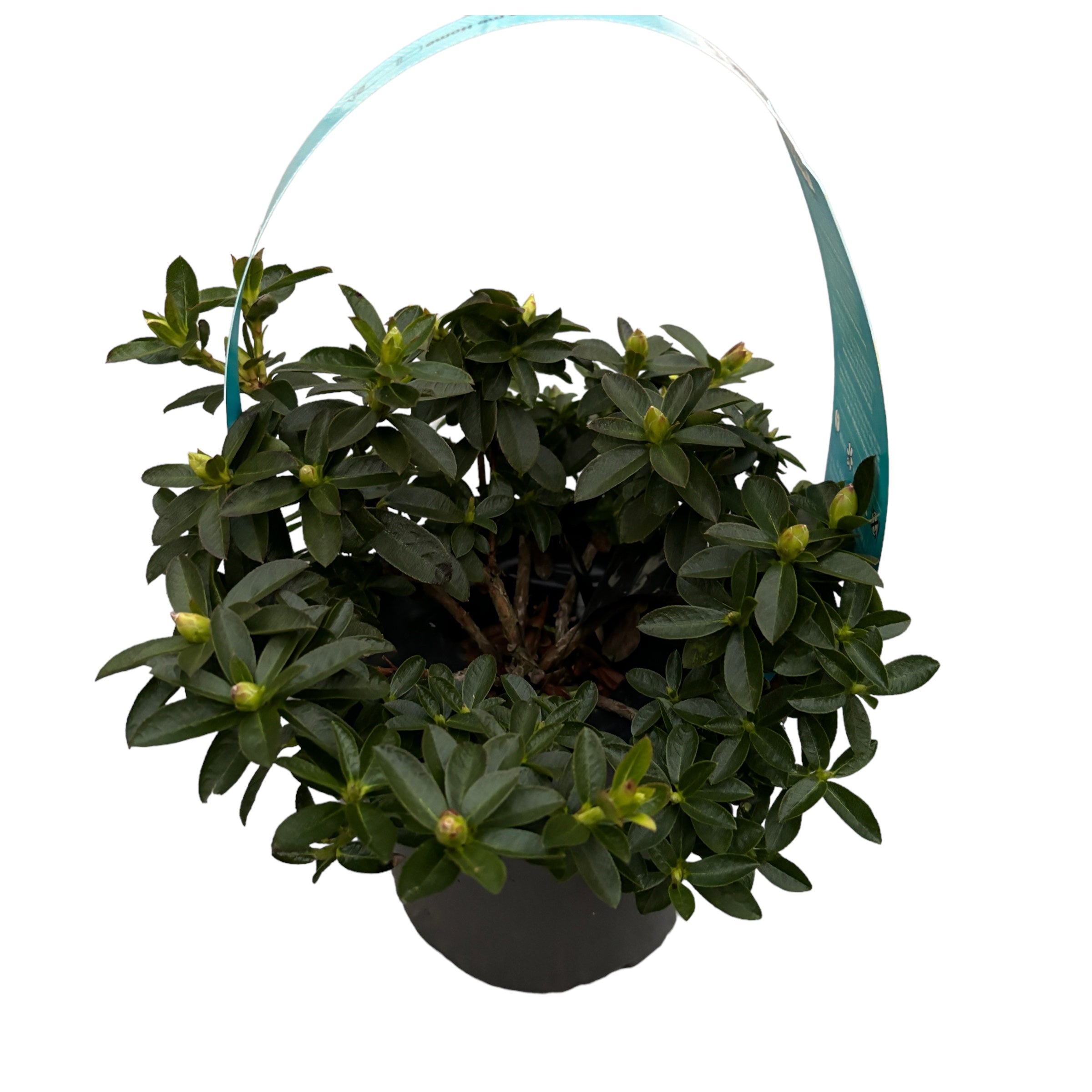 Rhododendron Curlew - azalee da giardino