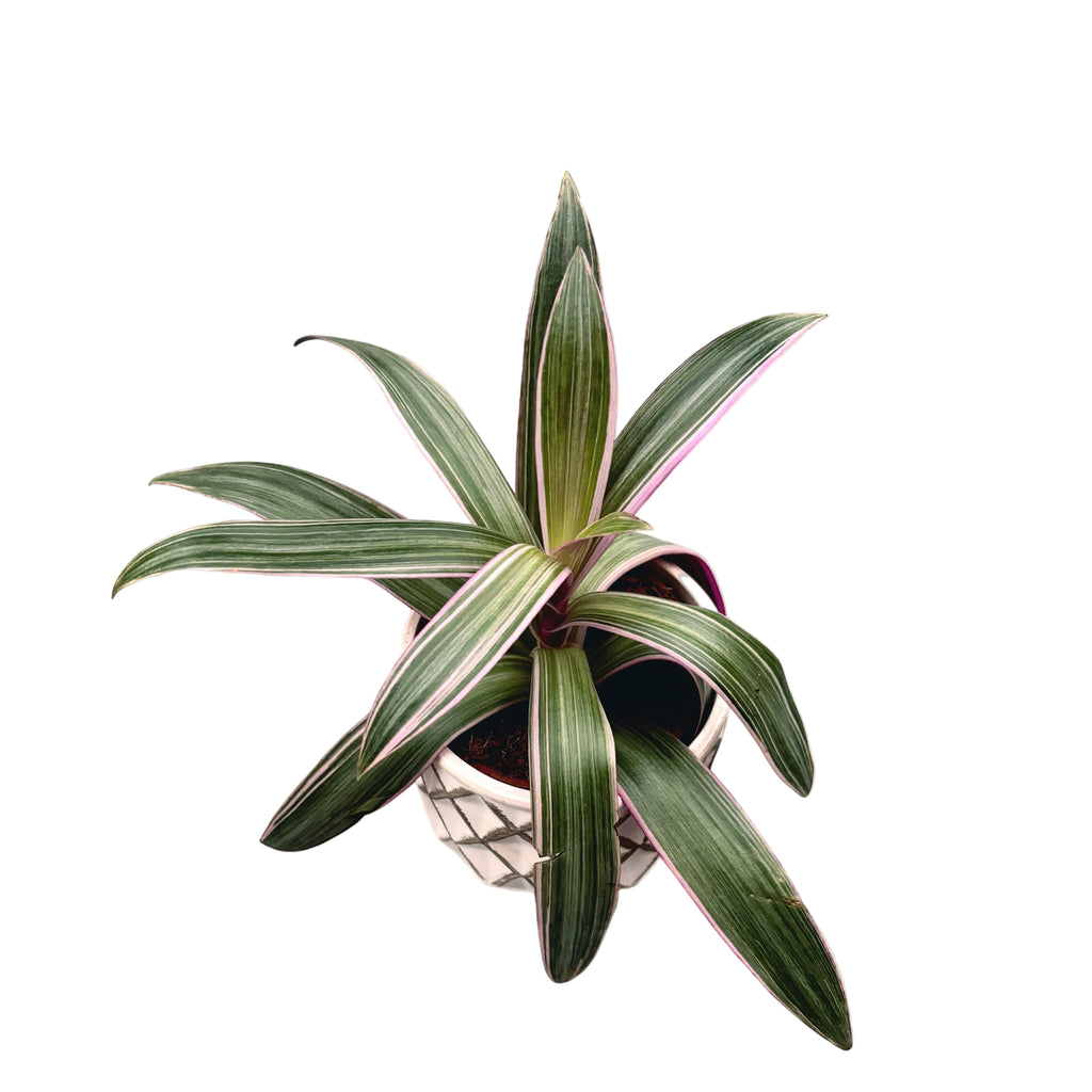 Tradescantia Rhoeo Discolor (Tradescantia Spathacea)