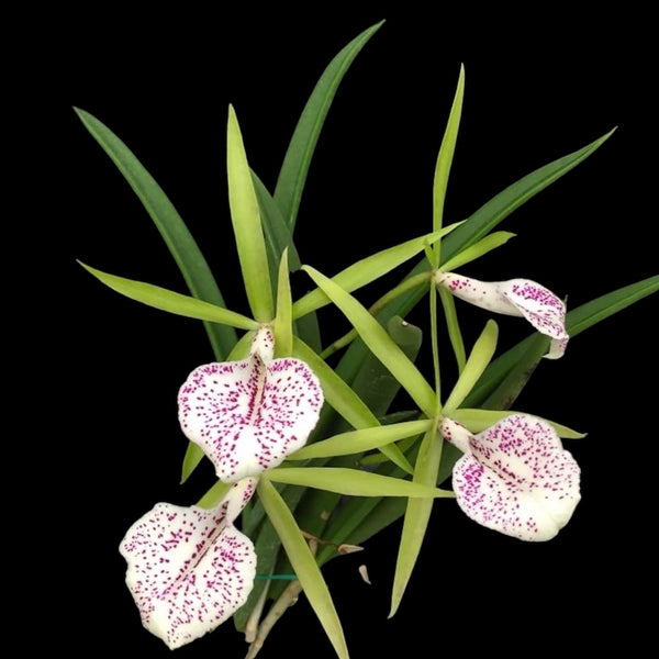 Brassocattleya Nakornpathome Silver (intensely scented flowers)