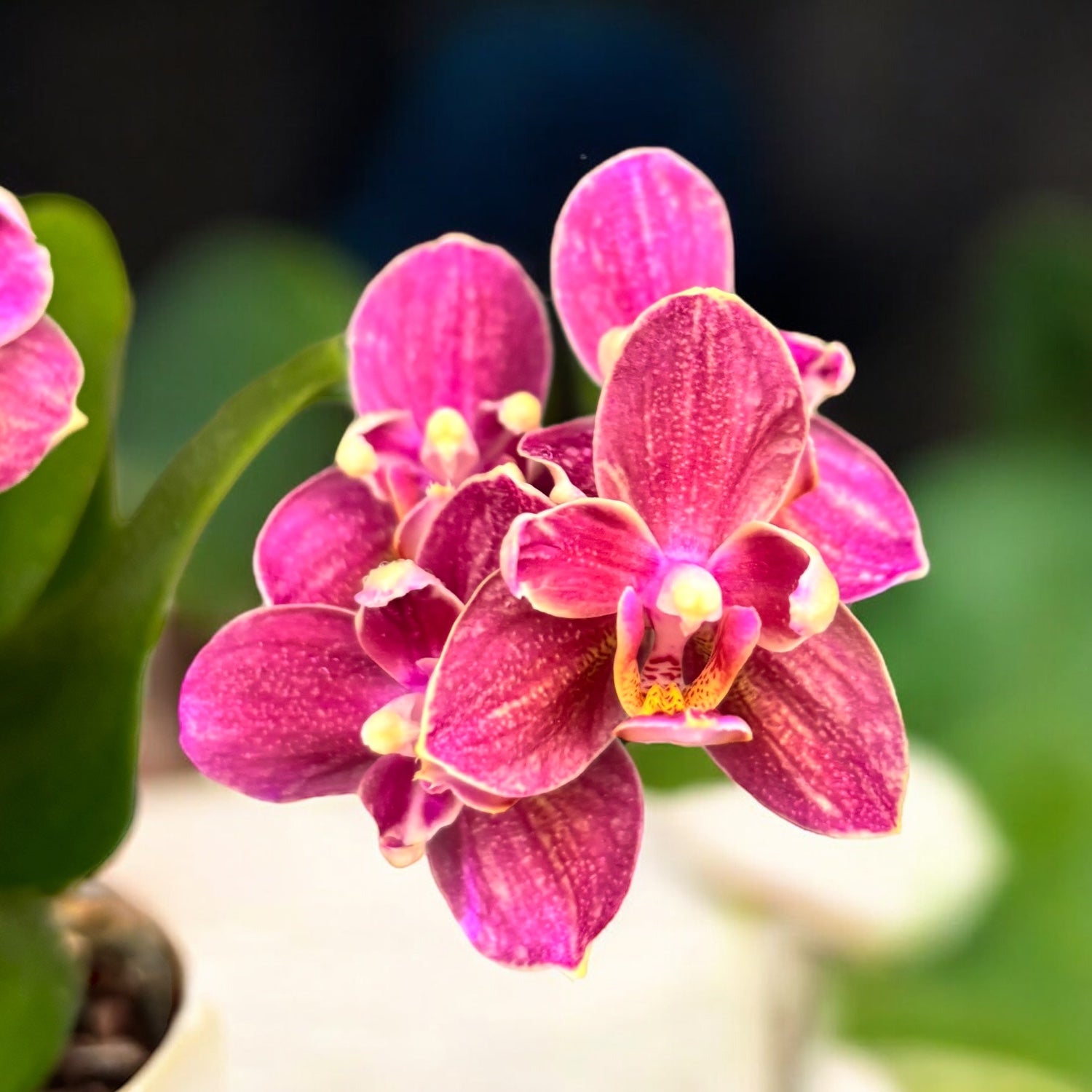Phalaenopsis Sol y Fuego pelorica - unicat