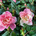Dwergrozen Rosa Piia™ Parade - geurig (2-3 planten/pot)
