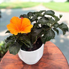 Hibiscus rosa-sinensis 'Sunny Torino' (trandafir japonez) - flori XL