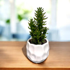 Opuntia subulata – der peruanische Kaktus mit skulpturalen Zweigen