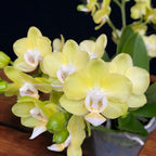 Phalaenopsis Table Lemon (Allura Songbird)