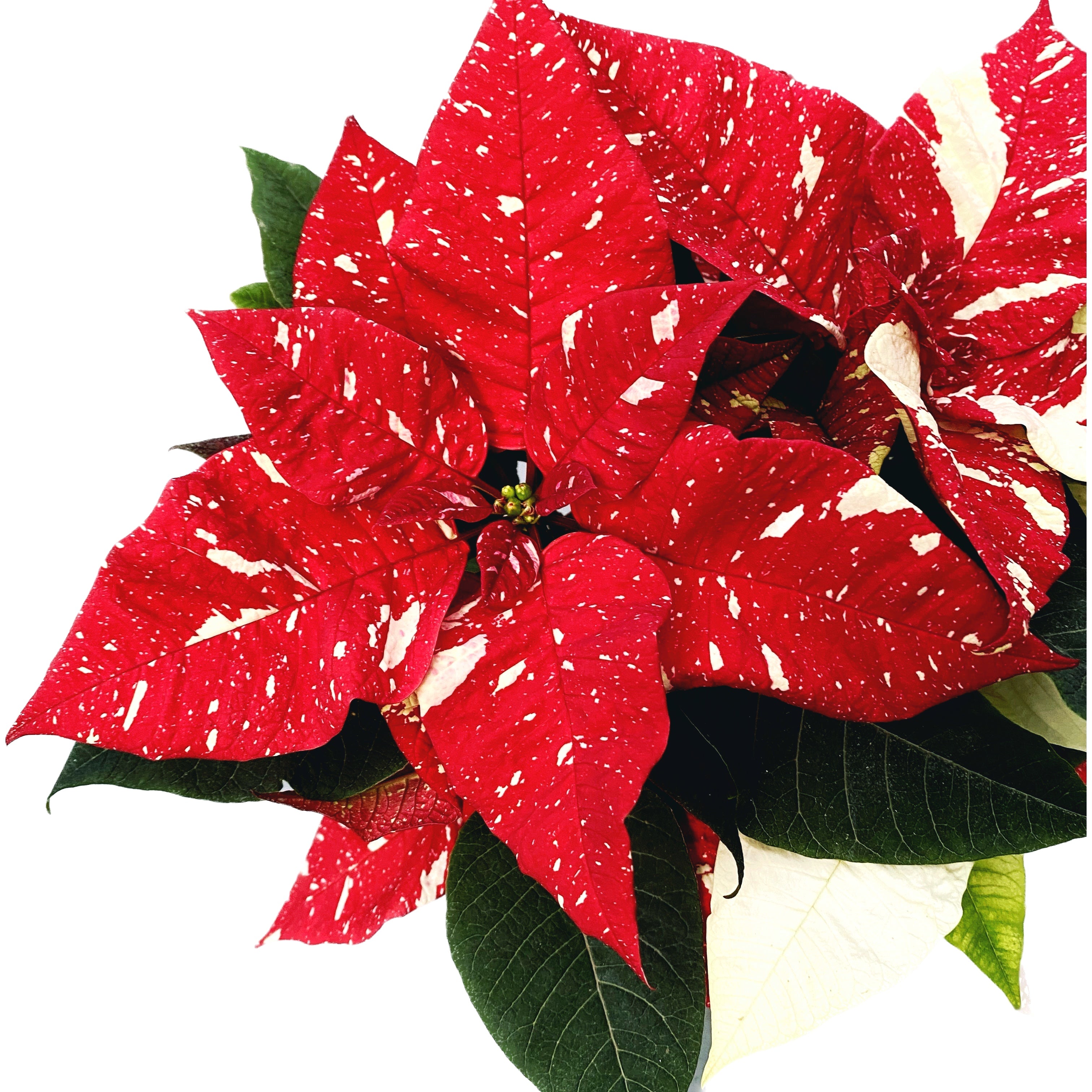 Euphorbia pulcherrima ‘Superba New Glitter’ – Craciunita cu efect spectaculos, model marmorat