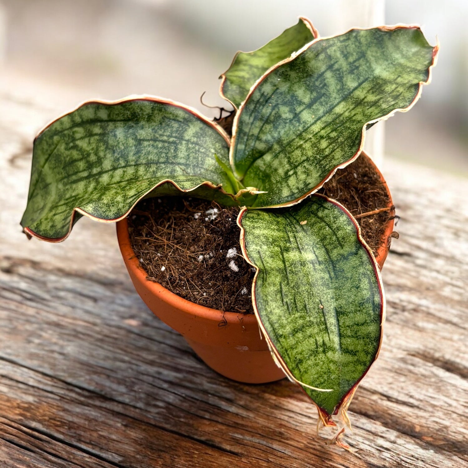 Sansevieria kirkii 'Silver Blue' (star green granite)