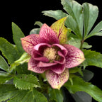 Helleborus orientalis „Double Ellen Pink” (Spanz) D12