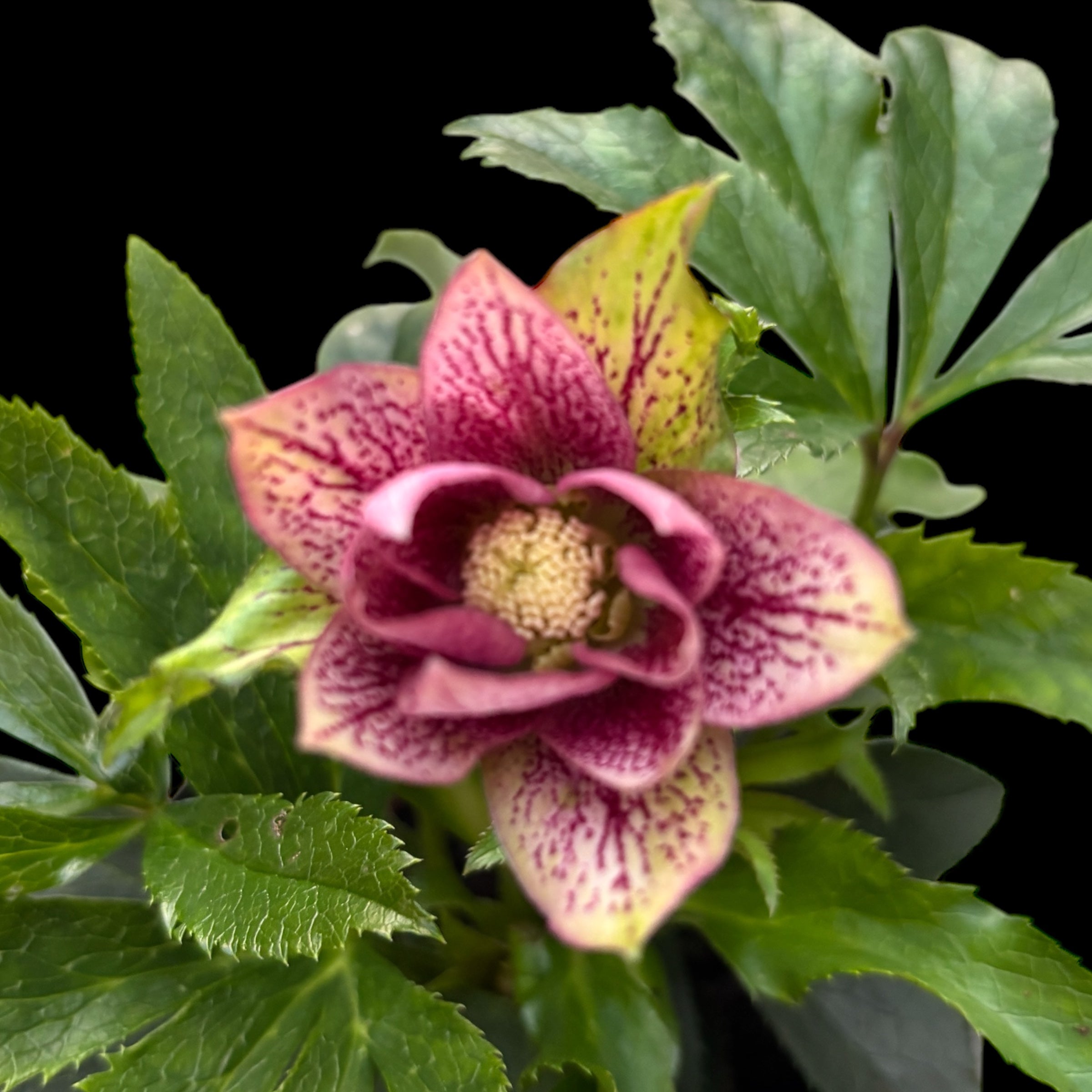 Helleborus orientalis ‘Double Ellen Pink’ (Spanz) D12