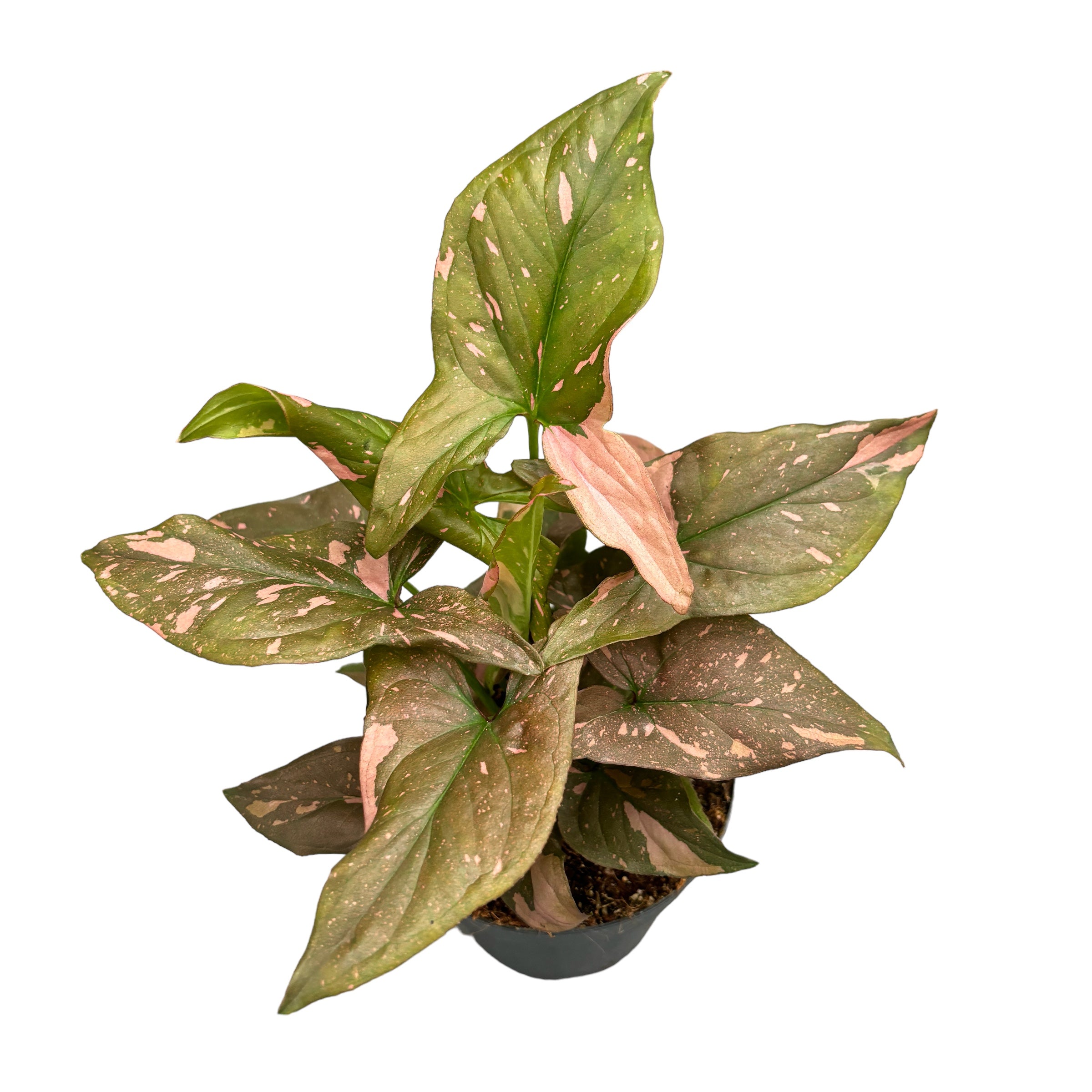 Syngonium podophyllum 'Red Spot' (Pink Splash) full pots