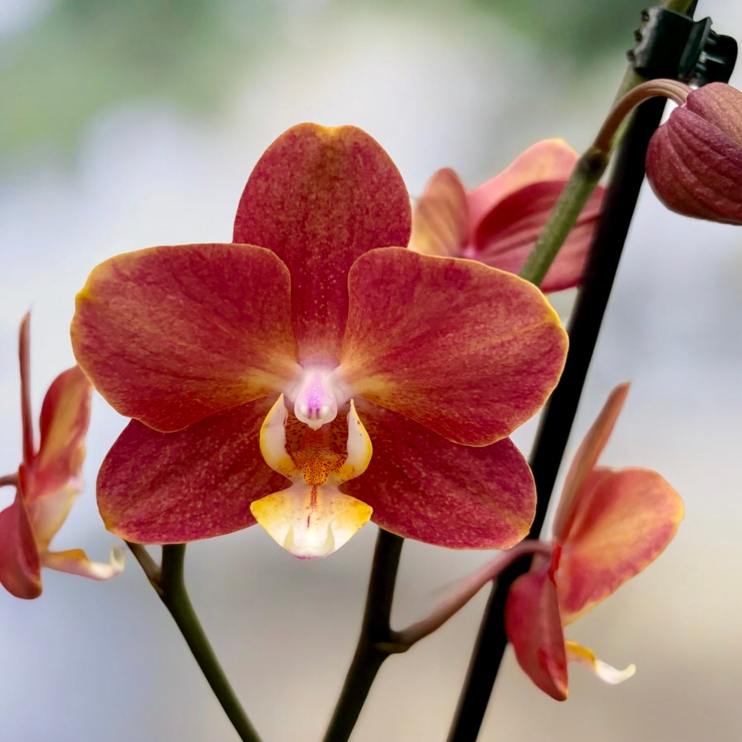 Phalaenopsis Horizon