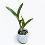 Cattleya Monte Elegante - fragrant