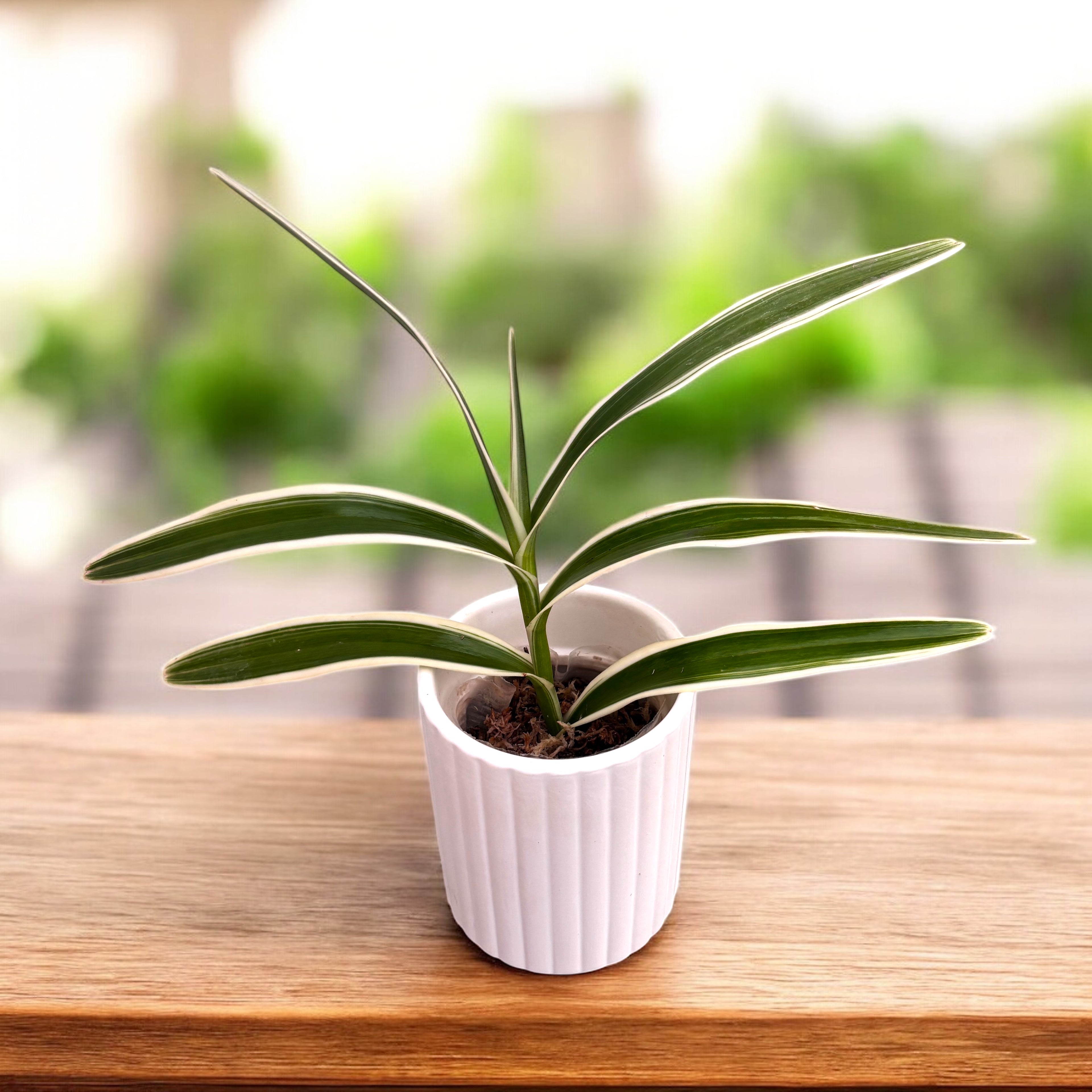 Arachnis Maggie Oei 'Variegata'